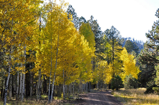 Trees for Montana Landscapes: 8 of Our Favorites for Around Your Home ...