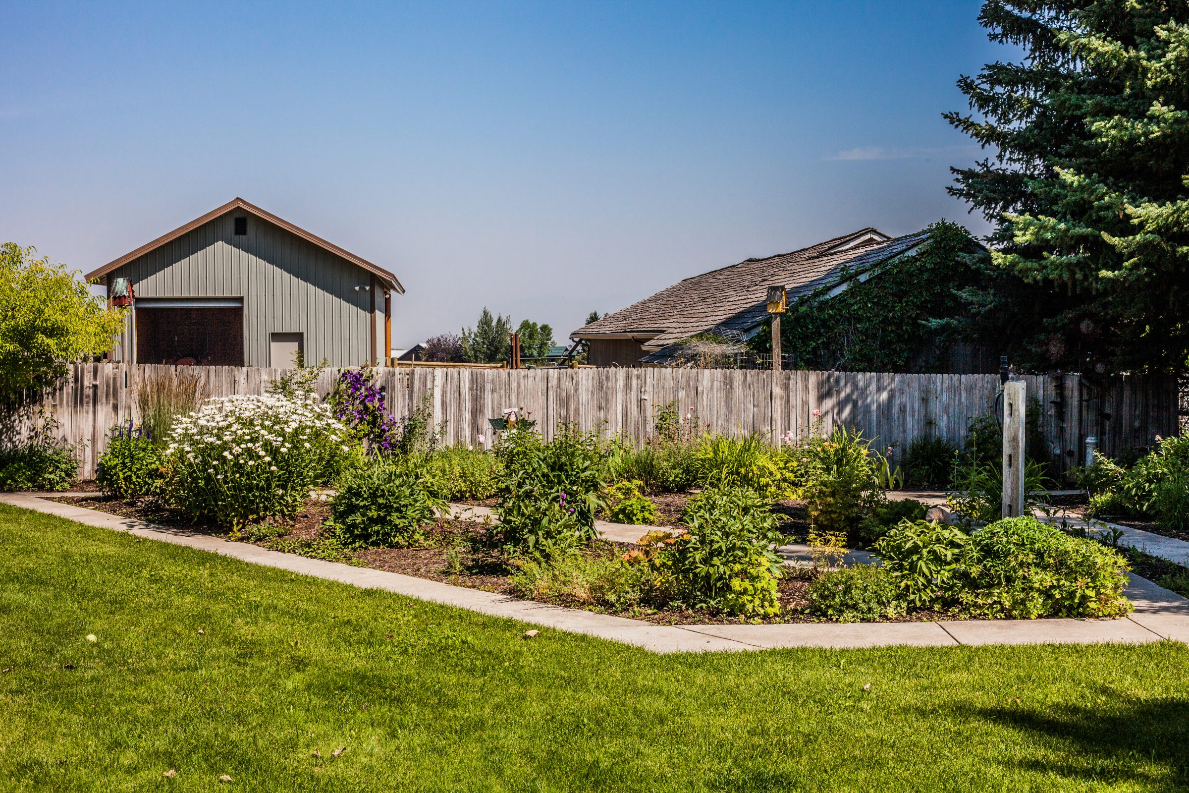 Suburban backyard garden with wooden fence and shed