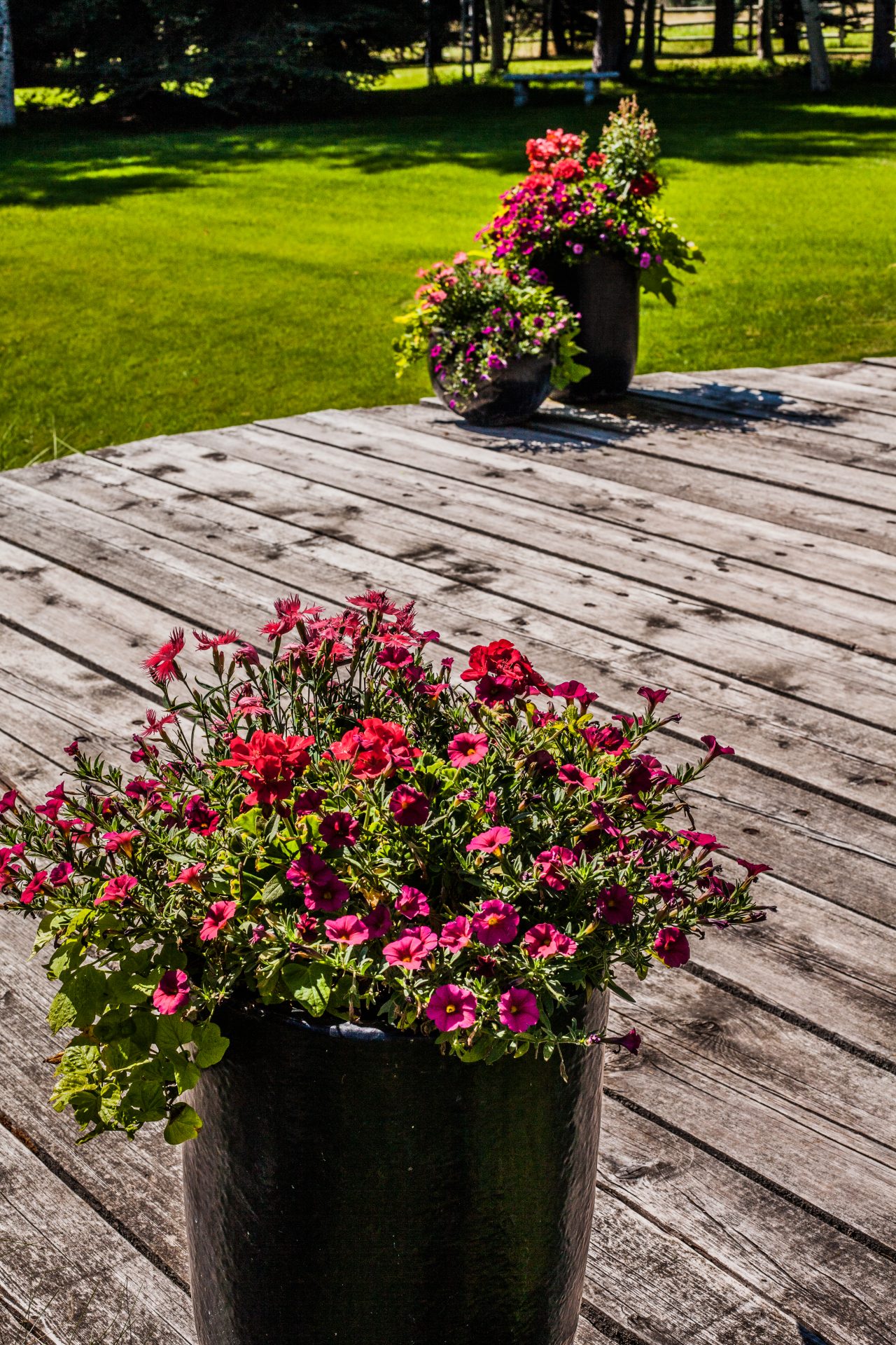 Potted pink and red flowers on wooden deck
