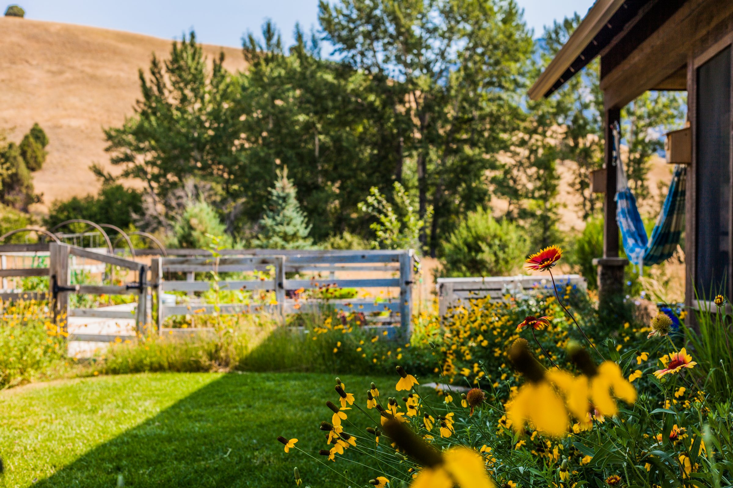 Sunny backyard garden with flowers and wooden beds