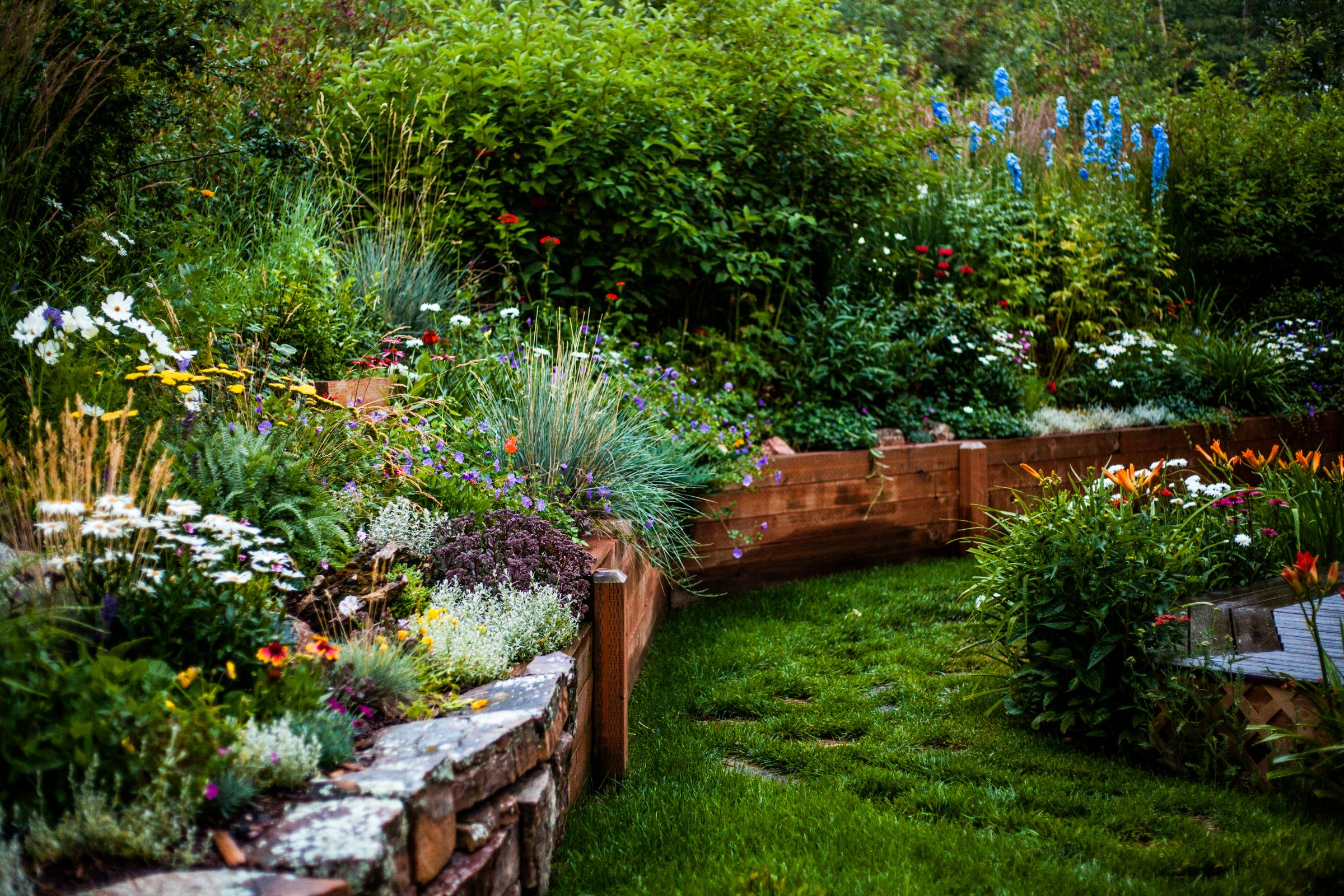 Lush backyard garden with colorful flowers and raised beds