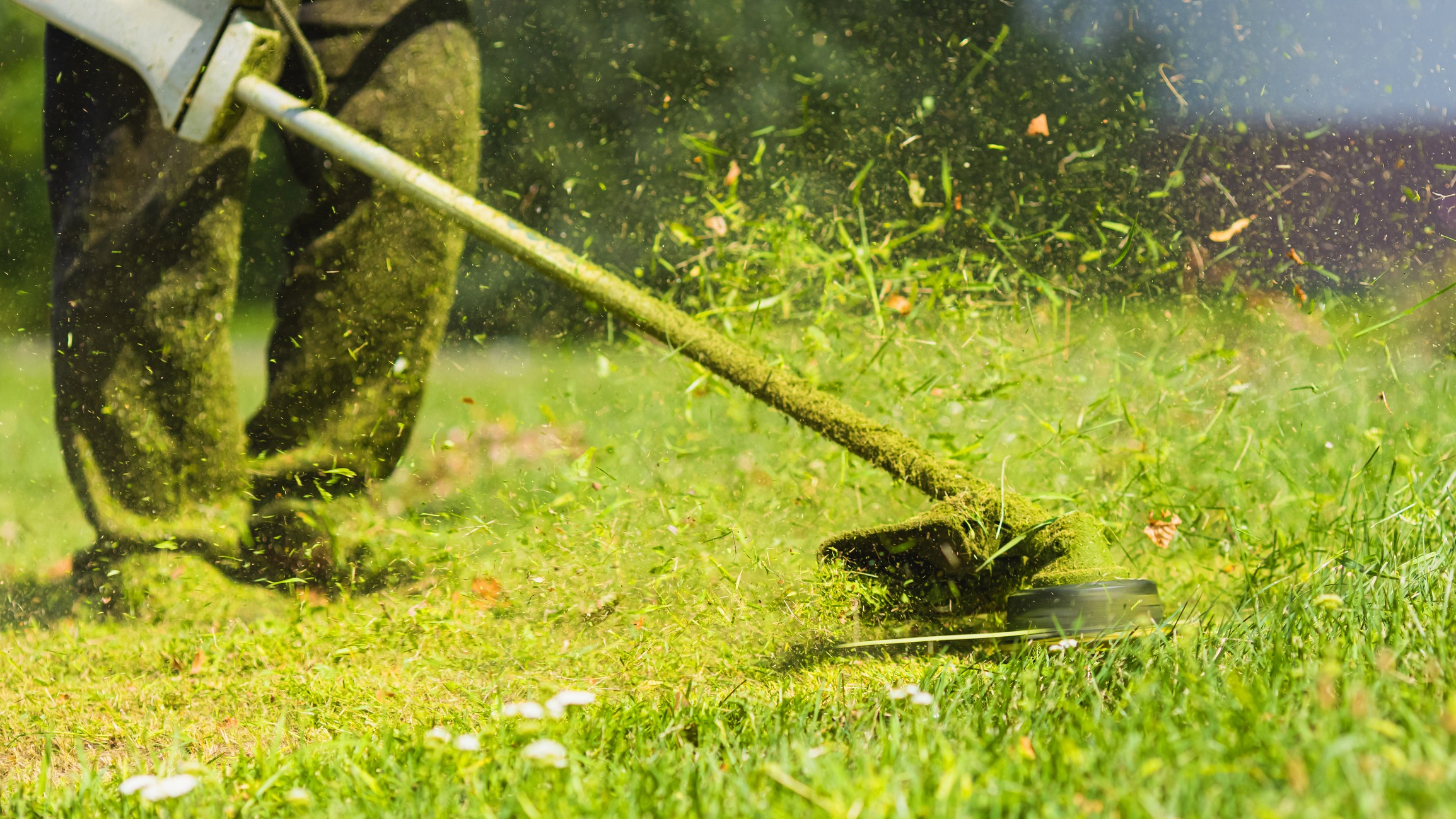 String trimmer cutting grass with clippings flying