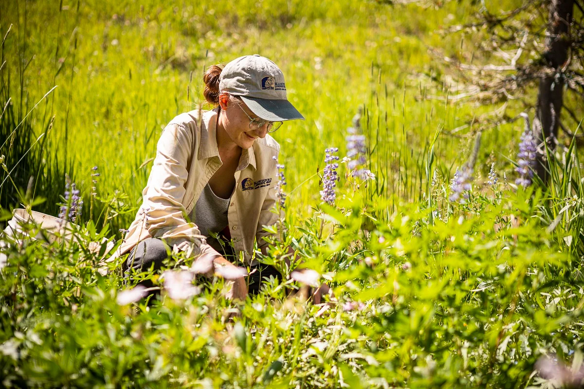Woman studying wildflowers in sunny meadow