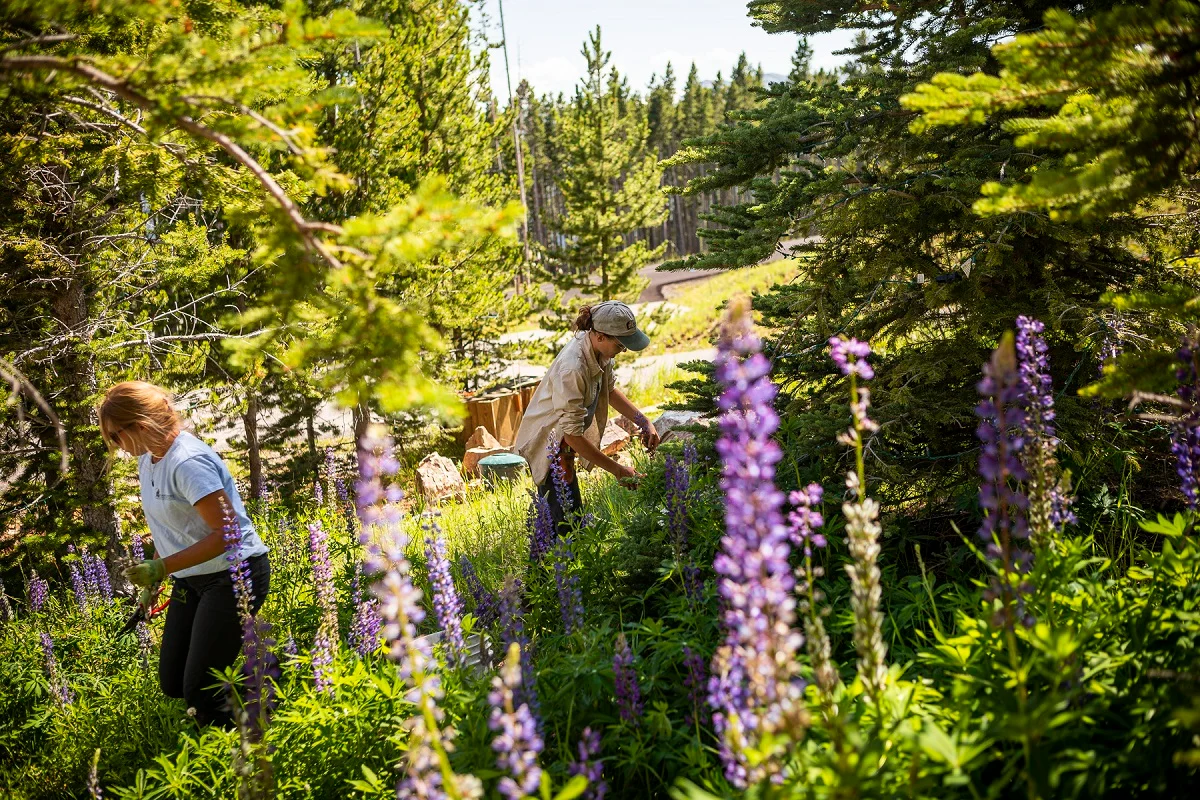 Two people gardening among purple wildflowers and pines